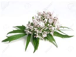 Premium Valerian Root Powder 4oz Valeriana officinalis The Bloomin Herb Shoppe Bulk Tea Tinctures - view 6