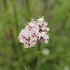 Premium Valerian Root Powder 4oz Valeriana officinalis The Bloomin Herb Shoppe Bulk Tea Tinctures - view 7