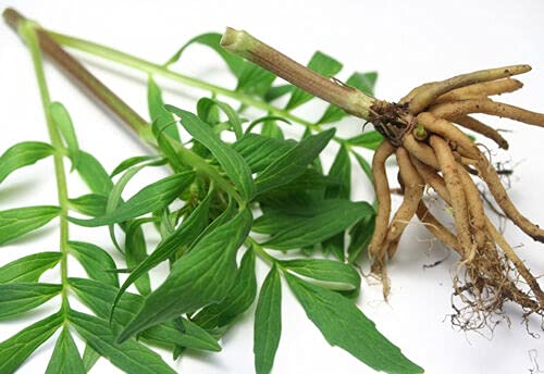 Valerian Root - Valeriana officinalis Dried Loose Root Cut (4 oz) - view 3